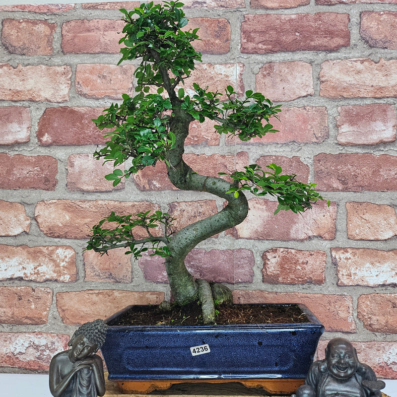 Chinese Elm (Ulmus Parvifolia) Bonsai Tree | Shaped | In 25cm Pot