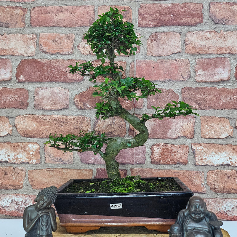 Chinese Elm (Ulmus Parvifolia) Bonsai Tree | Shaped | In 25cm Pot