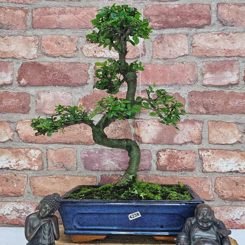 Chinese Elm (Ulmus Parvifolia) Bonsai Tree | Shaped | In 25cm Pot