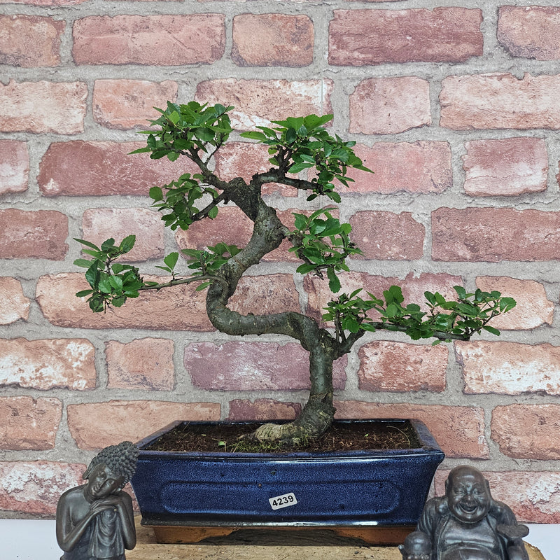 Chinese Elm (Ulmus Parvifolia) Bonsai Tree | Shaped | In 25cm Pot