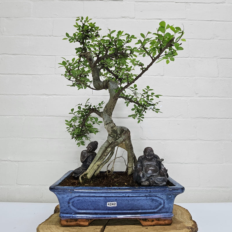 Chinese Elm (Ulmus Parvifolia) Bonsai Tree | Shaped | In 30cm Pot