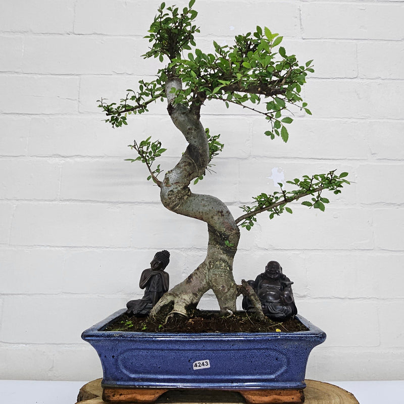 Chinese Elm (Ulmus Parvifolia) Bonsai Tree | Shaped | In 30cm Pot