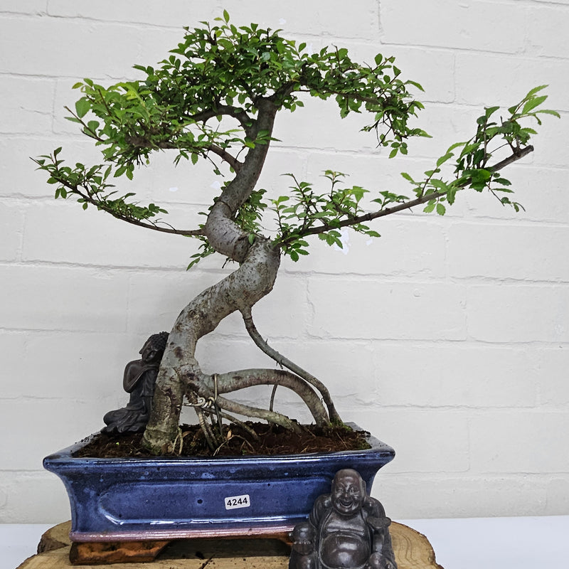 Chinese Elm (Ulmus Parvifolia) Bonsai Tree | Shaped | In 30cm Pot