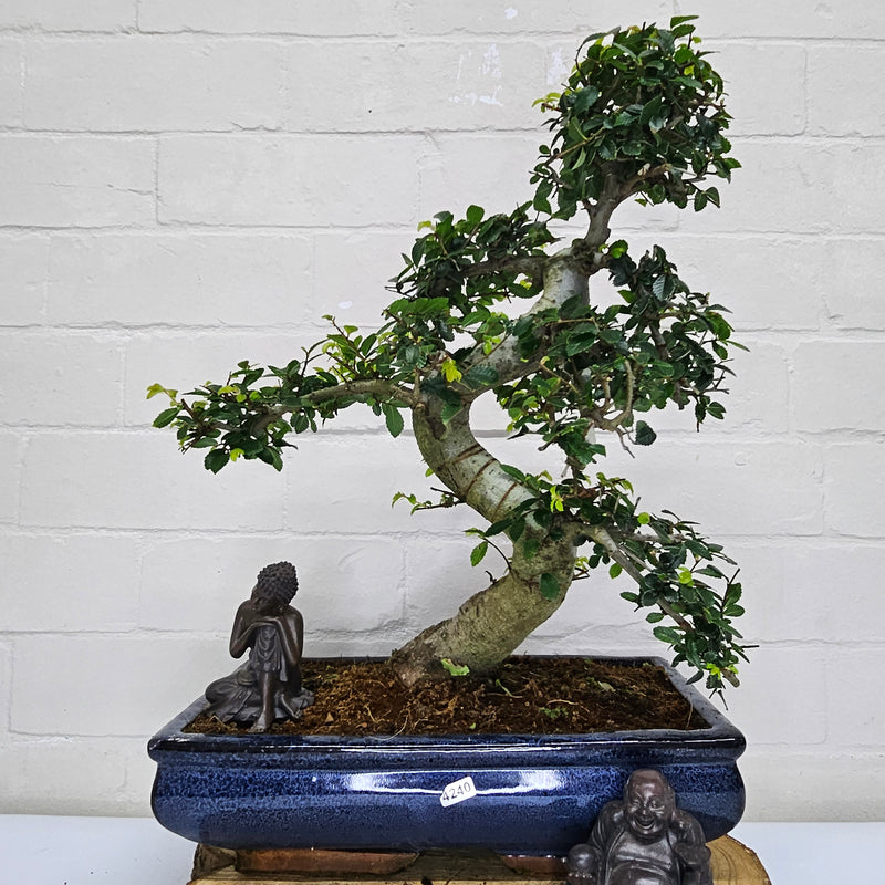 Large Chinese Elm (Ulmus Parvifolia) Bonsai Tree | Shaped | In 35cm Pot