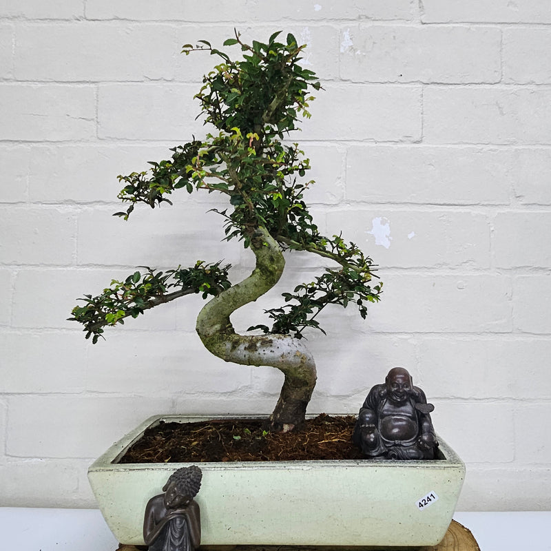 Large Chinese Elm (Ulmus Parvifolia) Bonsai Tree | Shaped | In 35cm Pot