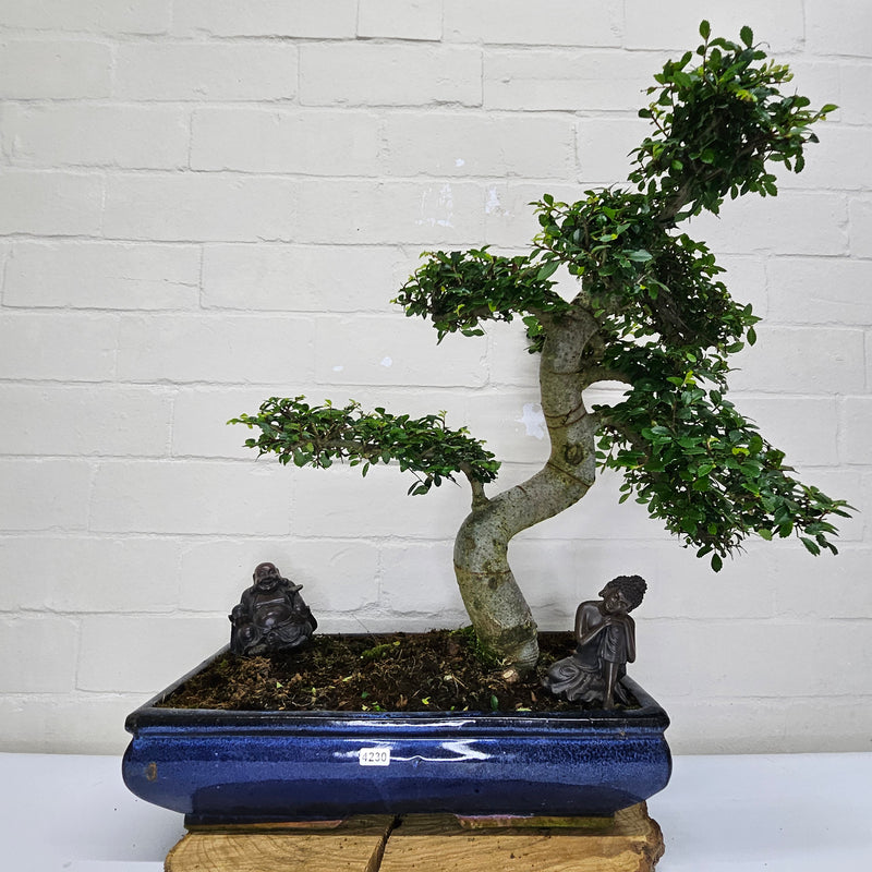 Large Chinese Elm (Ulmus Parvifolia) Bonsai Tree | Shaped | In 40cm Pot