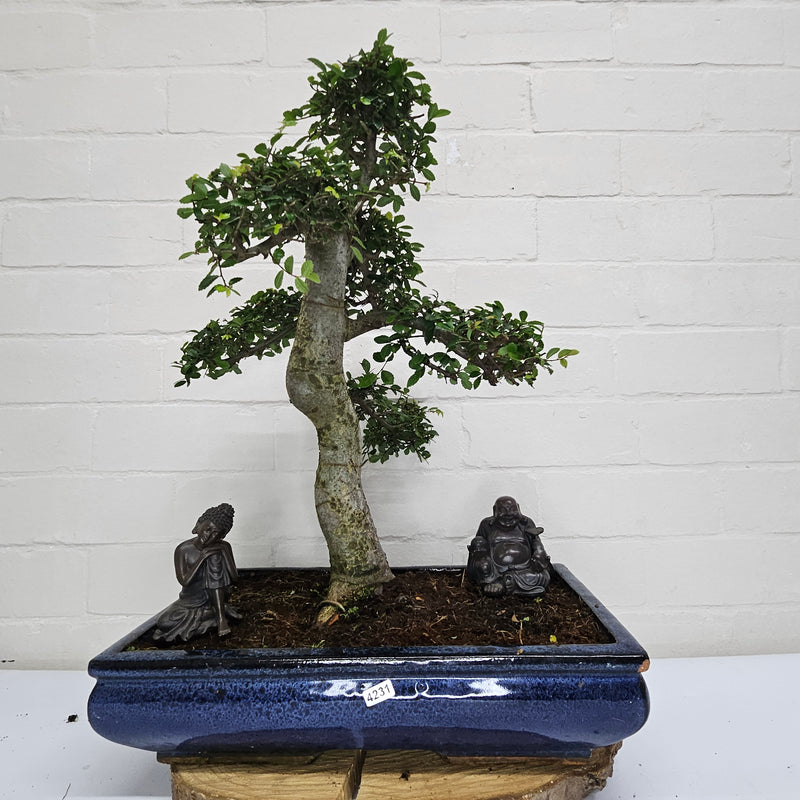 Large Chinese Elm (Ulmus Parvifolia) Bonsai Tree | Shaped | In 40cm Pot