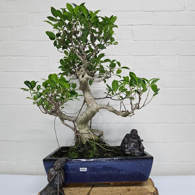 Ficus Microcarpa (Banyan Fig) Large Indoor Bonsai Tree | Shaped | In 35cm Pot