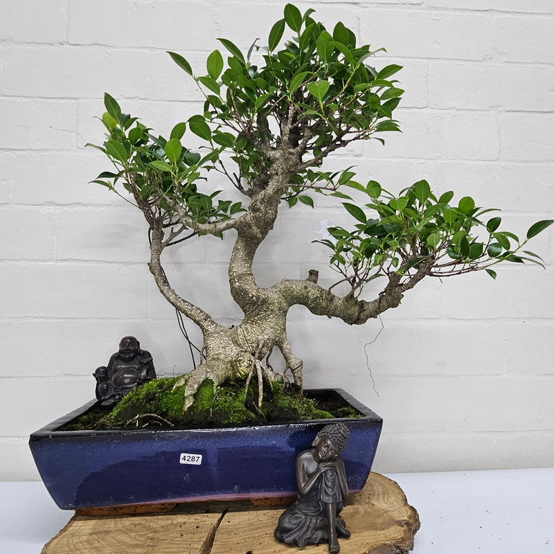 Ficus Microcarpa (Banyan Fig) Large Indoor Bonsai Tree | Shaped | In 35cm Pot