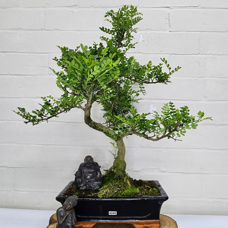 Chinese Pepper (Zanthoxylum Pipertum) Bonsai Tree | Shaped | In 30cm Pot