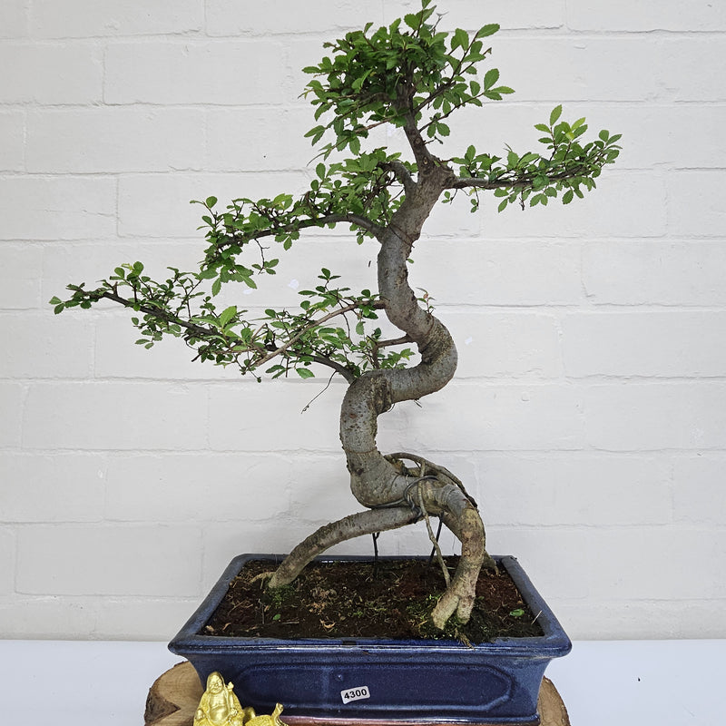 Chinese Elm (Ulmus Parvifolia) Bonsai Tree | Shaped | In 30cm Pot