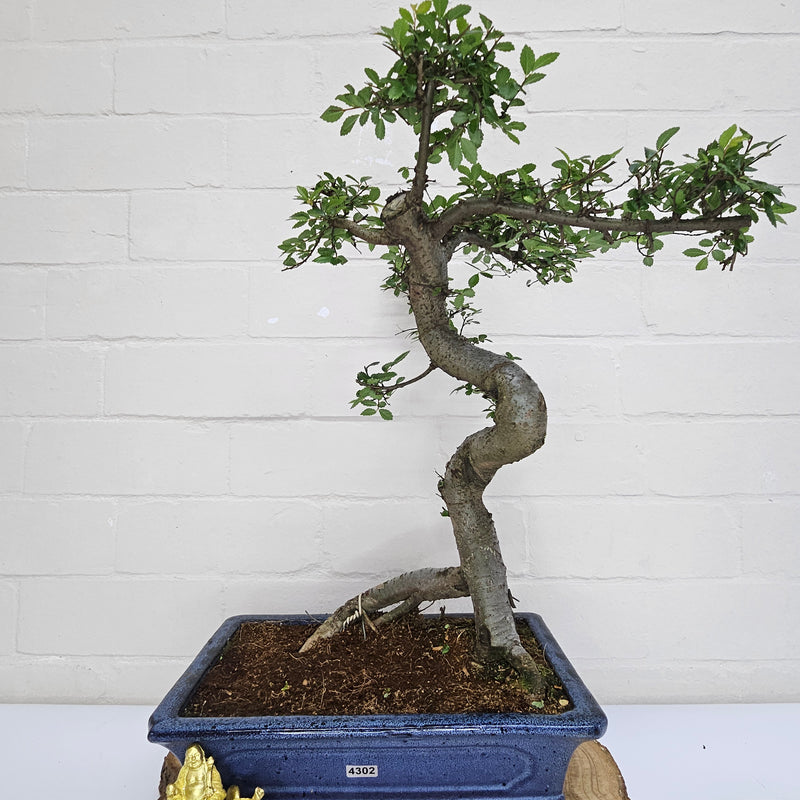 Chinese Elm (Ulmus Parvifolia) Bonsai Tree | Shaped | In 30cm Pot