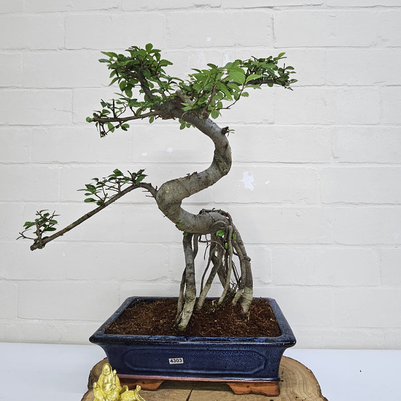 Chinese Elm (Ulmus Parvifolia) Bonsai Tree | Shaped | In 30cm Pot