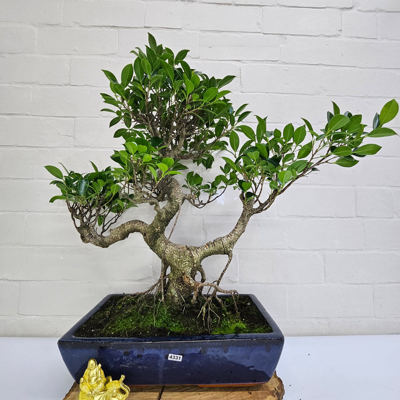 Ficus Microcarpa (Banyan Fig) Large Indoor Bonsai Tree | Shaped | In 35cm Pot