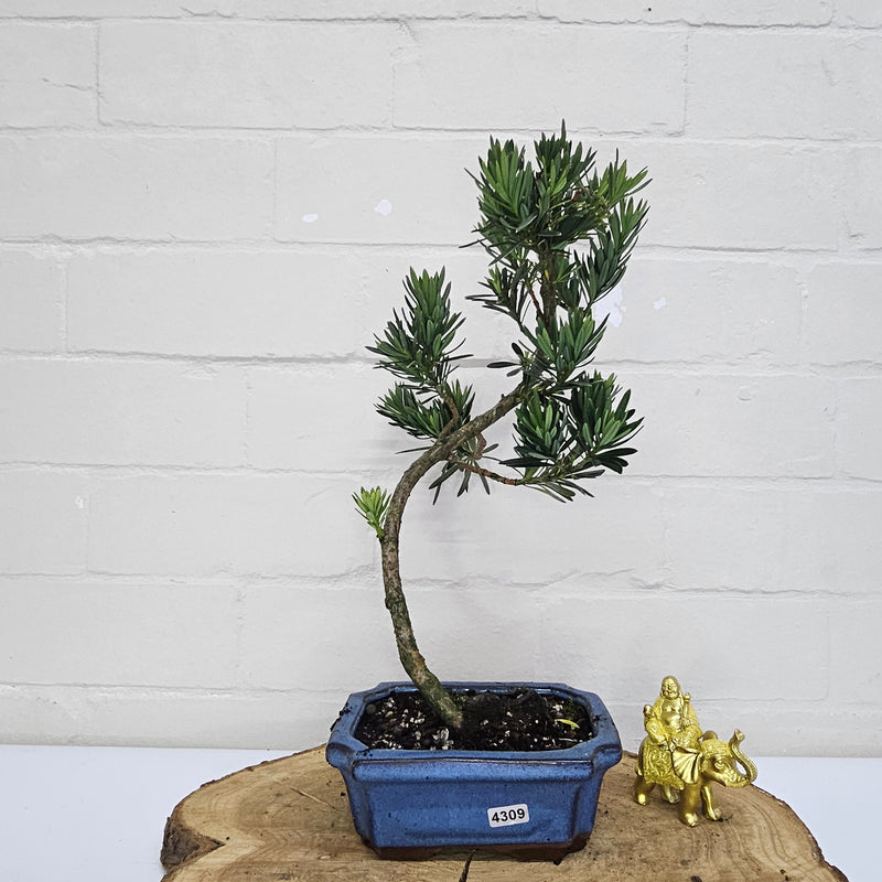 Buddhist Pine (Podocarpus Micro) Bonsai Tree | Shaped | In 15cm Pot