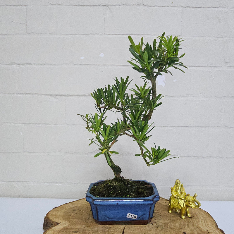 Buddhist Pine (Podocarpus Micro) Bonsai Tree | Shaped | In 15cm Pot