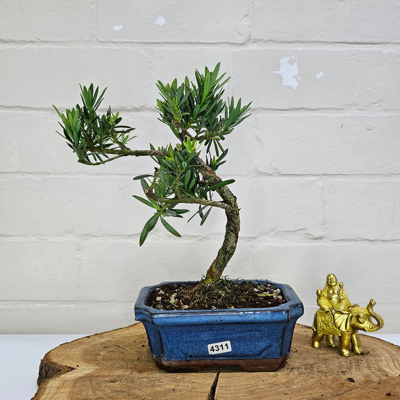 Buddhist Pine (Podocarpus Micro) Bonsai Tree | Shaped | In 15cm Pot