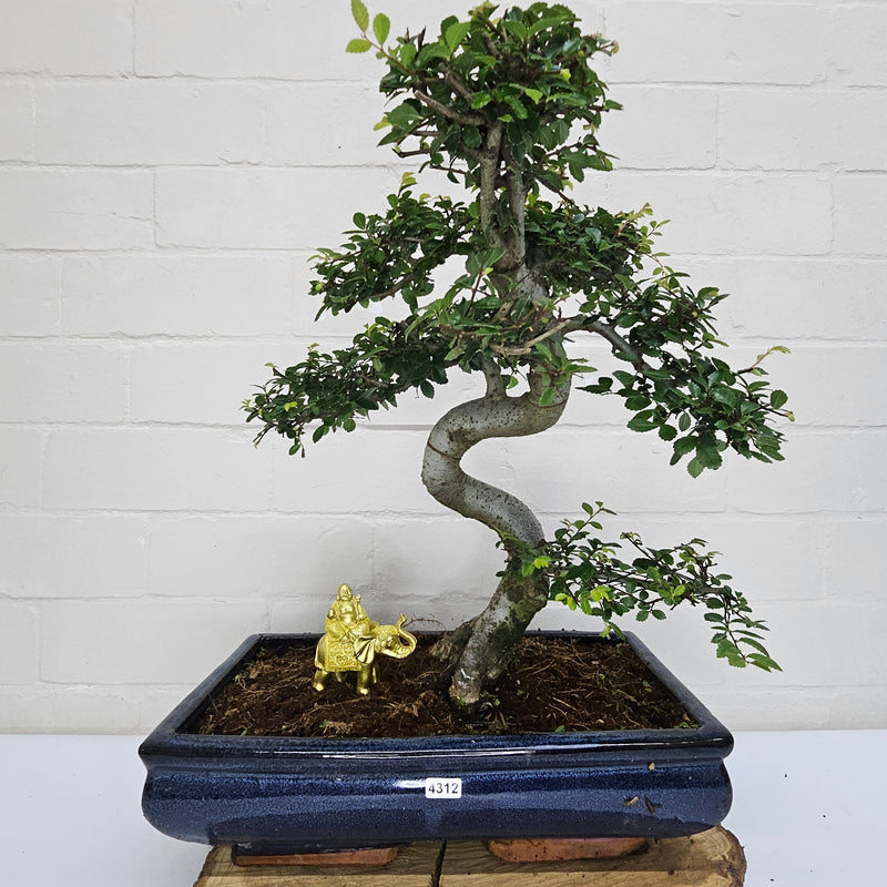 Large Chinese Elm (Ulmus Parvifolia) Bonsai Tree | Shaped | In 35cm Pot