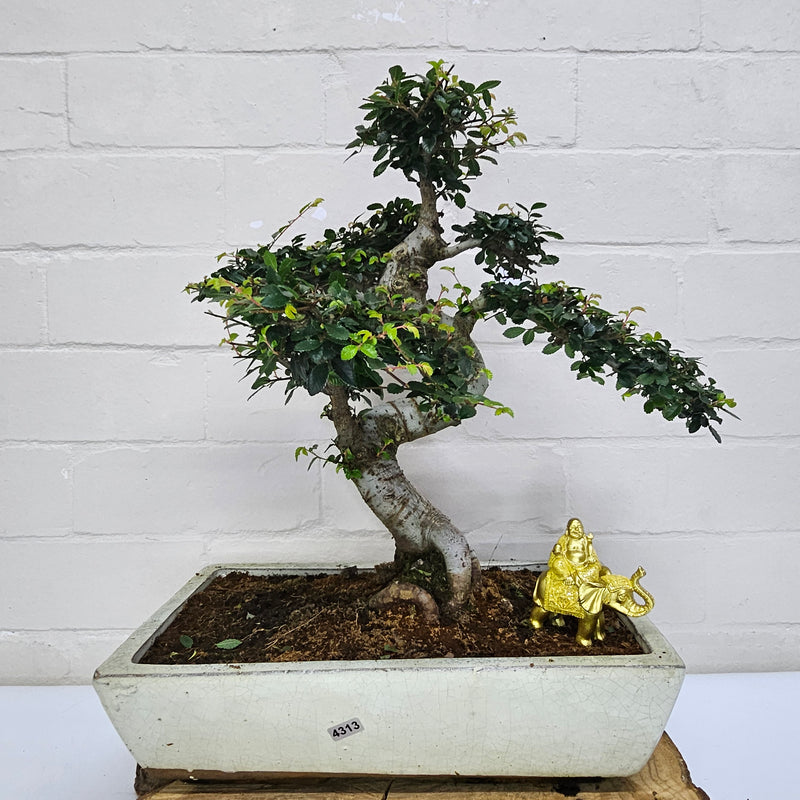 Large Chinese Elm (Ulmus Parvifolia) Bonsai Tree | Shaped | In 35cm Pot