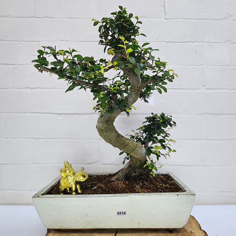 Large Chinese Elm (Ulmus Parvifolia) Bonsai Tree | Shaped | In 35cm Pot