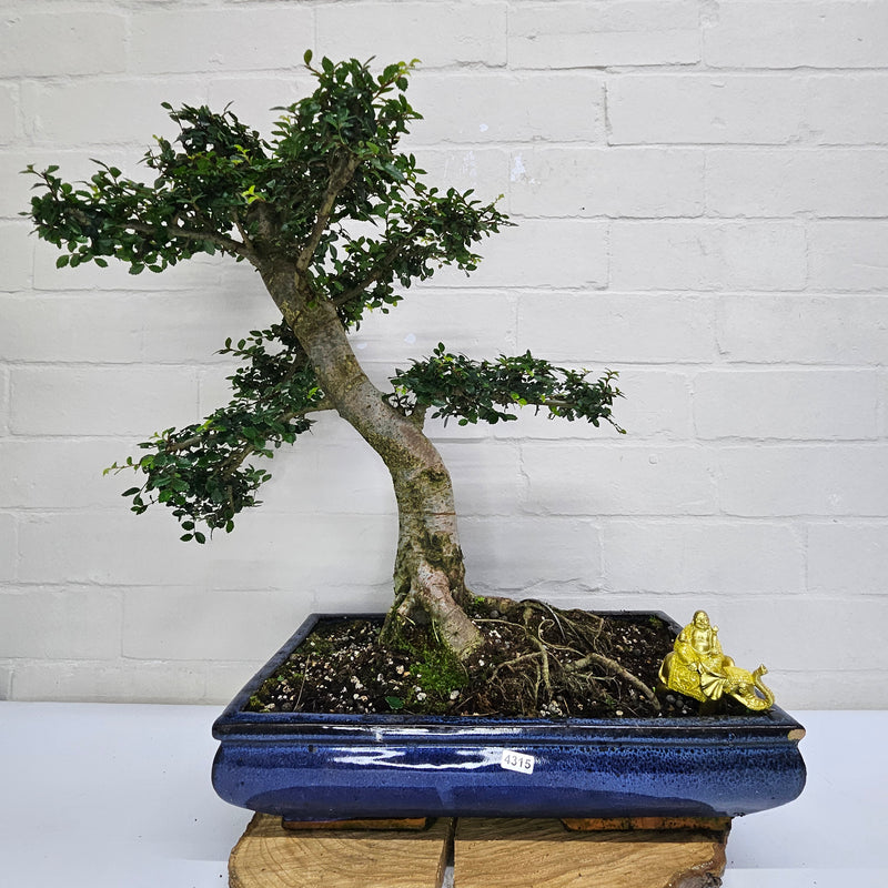 Large Chinese Elm (Ulmus Parvifolia) Bonsai Tree | Shaped | In 40cm Pot