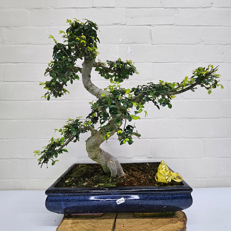 Large Chinese Elm (Ulmus Parvifolia) Bonsai Tree | Shaped | In 40cm Pot