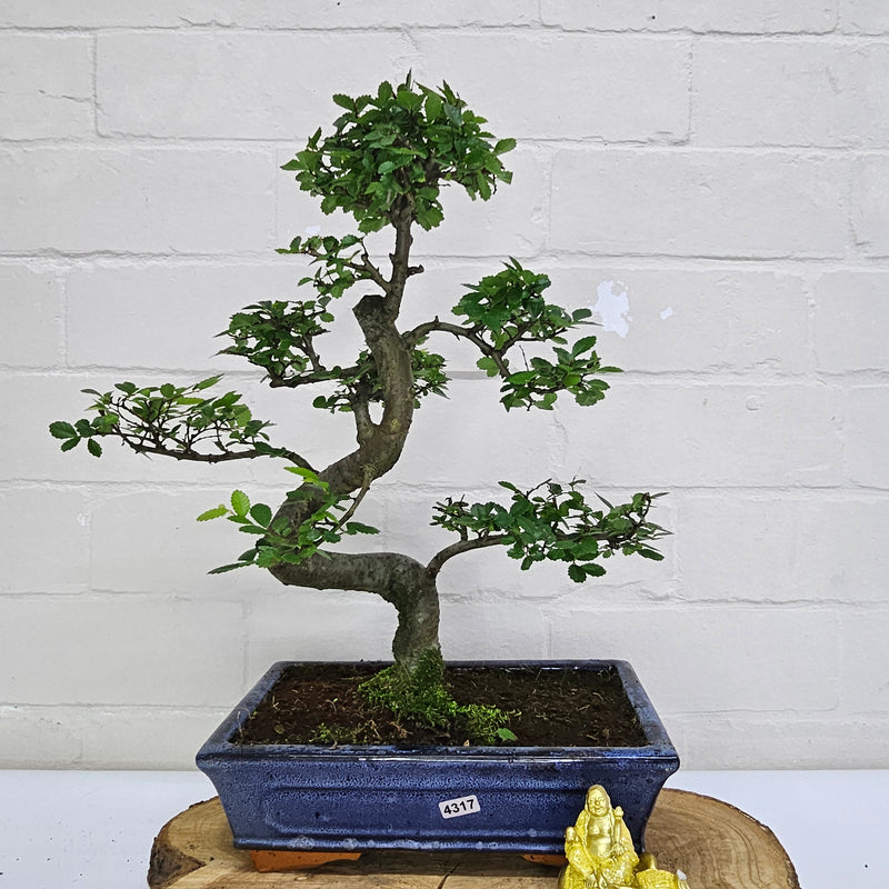 Chinese Elm (Ulmus Parvifolia) Bonsai Tree | Shaped | In 25cm Pot