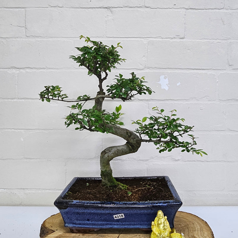 Chinese Elm (Ulmus Parvifolia) Bonsai Tree | Shaped | In 25cm Pot