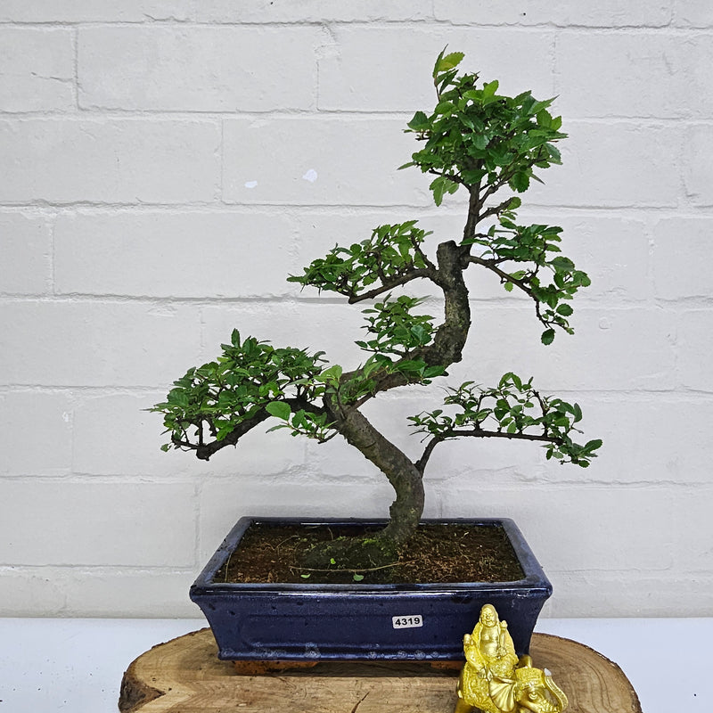 Chinese Elm (Ulmus Parvifolia) Bonsai Tree | Shaped | In 25cm Pot