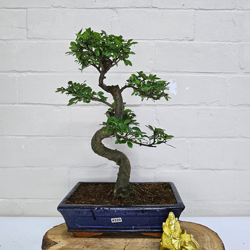 Chinese Elm (Ulmus Parvifolia) Bonsai Tree | Shaped | In 25cm Pot