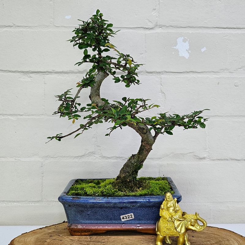 Chinese Elm (Ulmus Parvifolia) Bonsai Tree | Shaped | In 20cm Pot