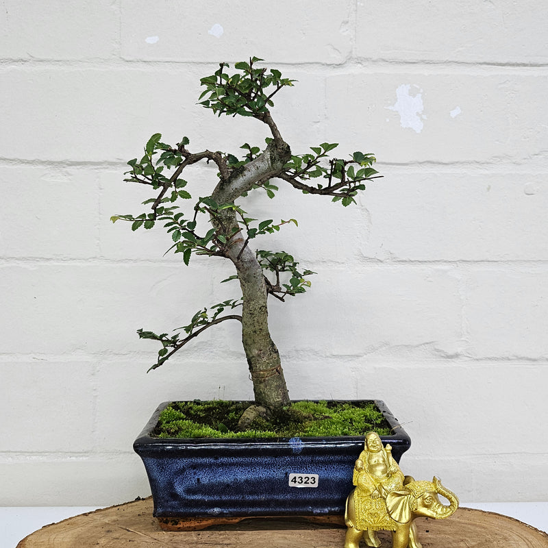 Chinese Elm (Ulmus Parvifolia) Bonsai Tree | Shaped | In 20cm Pot