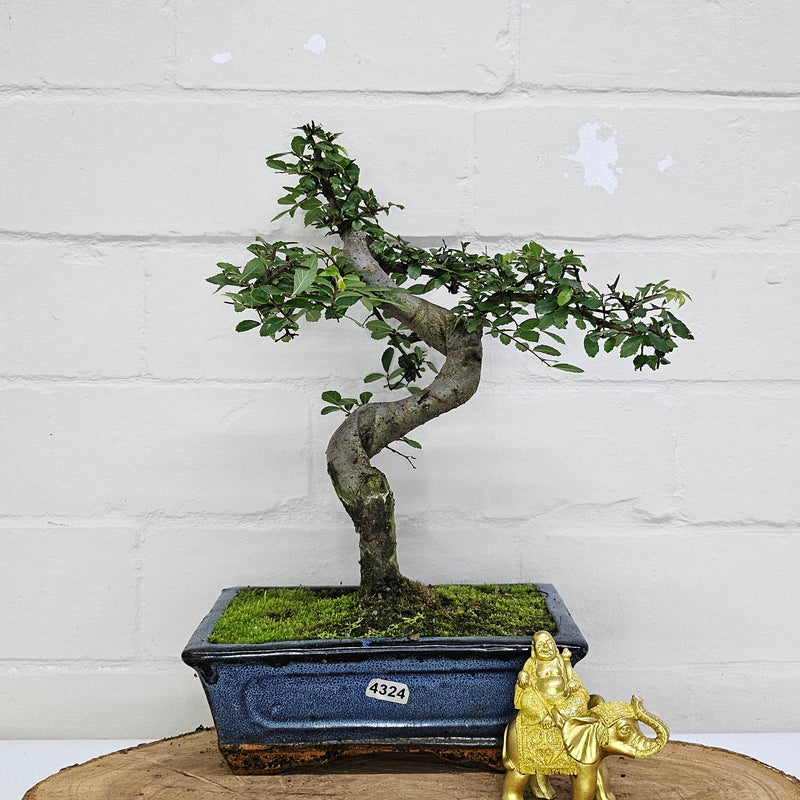 Chinese Elm (Ulmus Parvifolia) Bonsai Tree | Shaped | In 20cm Pot