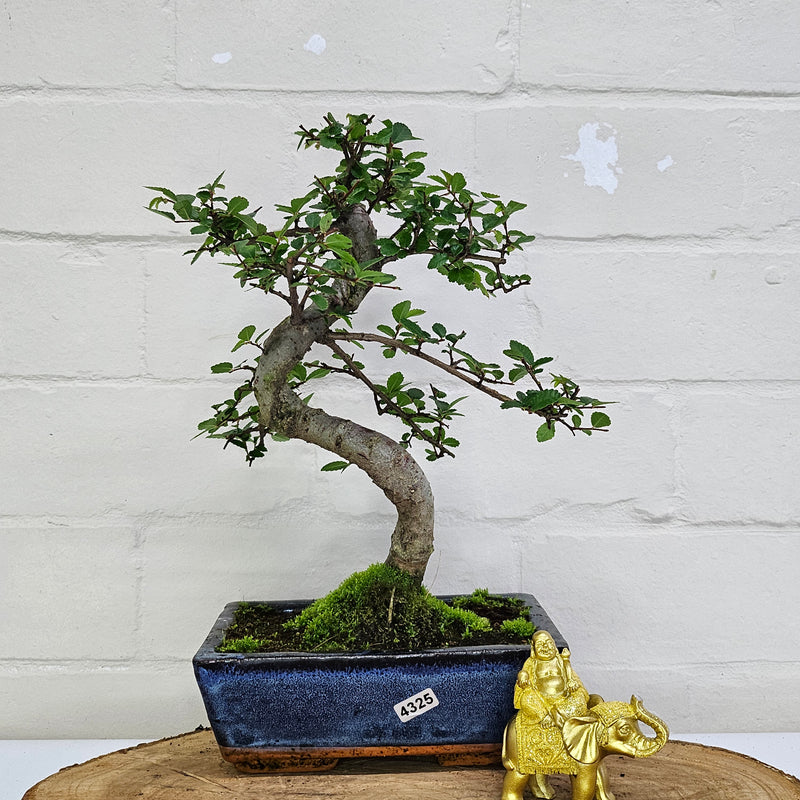 Chinese Elm (Ulmus Parvifolia) Bonsai Tree | Shaped | In 20cm Pot