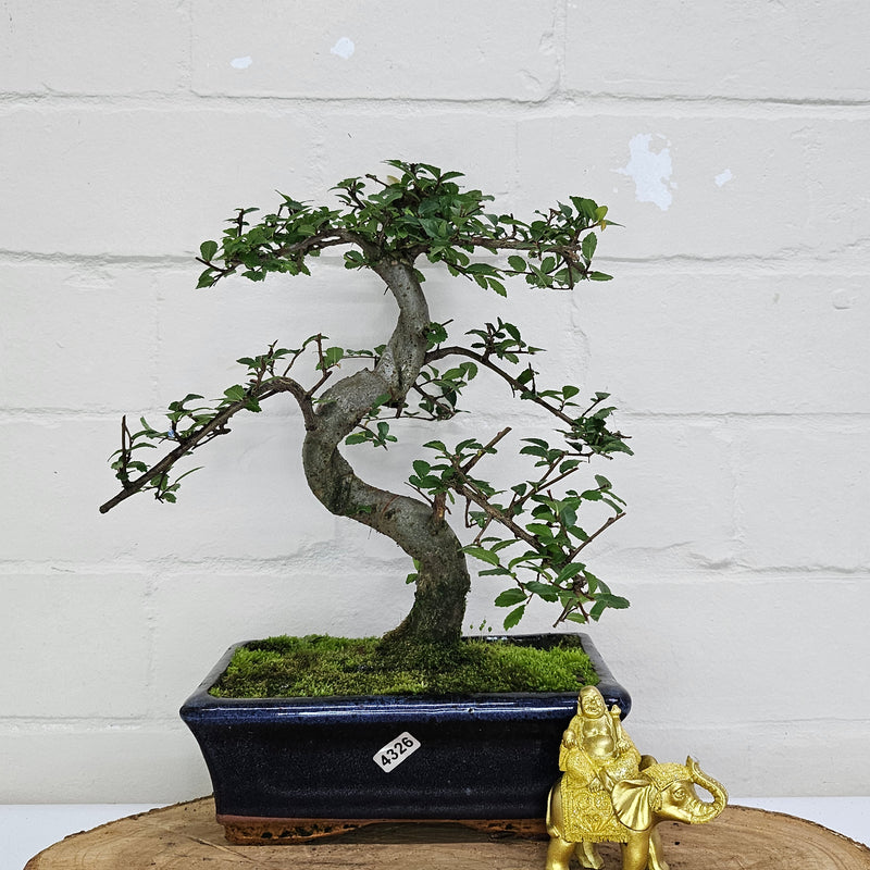 Chinese Elm (Ulmus Parvifolia) Bonsai Tree | Shaped | In 20cm Pot