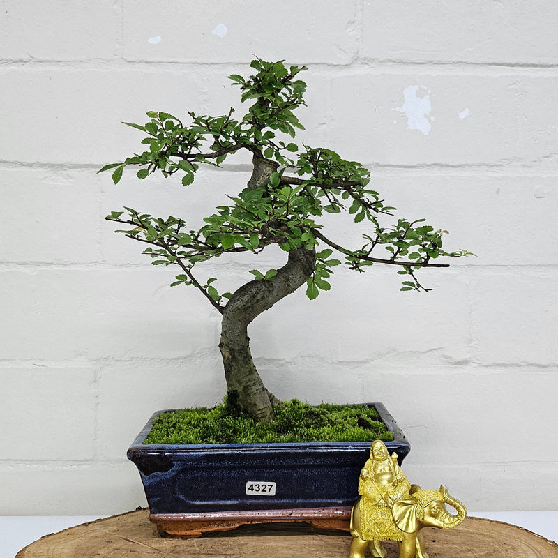 Chinese Elm (Ulmus Parvifolia) Bonsai Tree | Shaped | In 20cm Pot