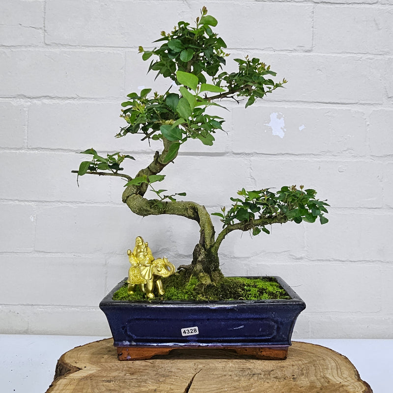 Chinese Elm (Ulmus Parvifolia) Bonsai Tree | Shaped | In 20cm Pot