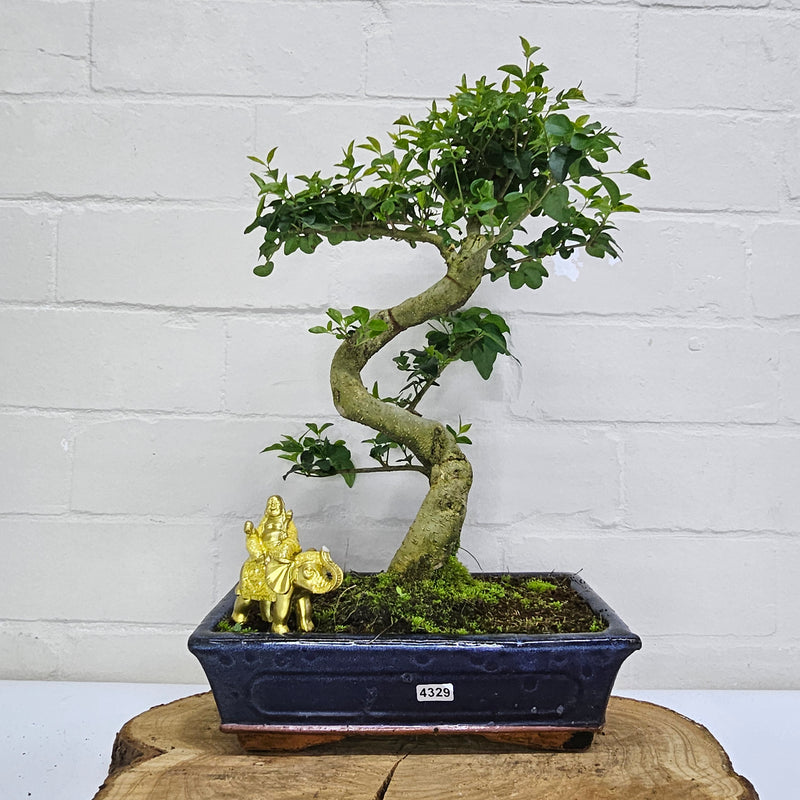 Chinese Privet (Ligustrum Sinense) Bonsai Tree | Shaped | In 25cm Pot