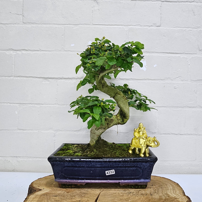 Chinese Privet (Ligustrum Sinense) Bonsai Tree | Shaped | In 25cm Pot