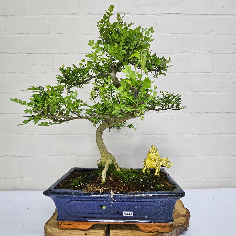 Chinese Pepper (Zanthoxylum Pipertum) Bonsai Tree | Shaped | In 30cm Pot