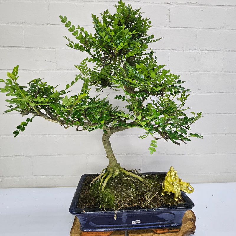 Chinese Pepper (Zanthoxylum Pipertum) Bonsai Tree | Shaped | In 30cm Pot