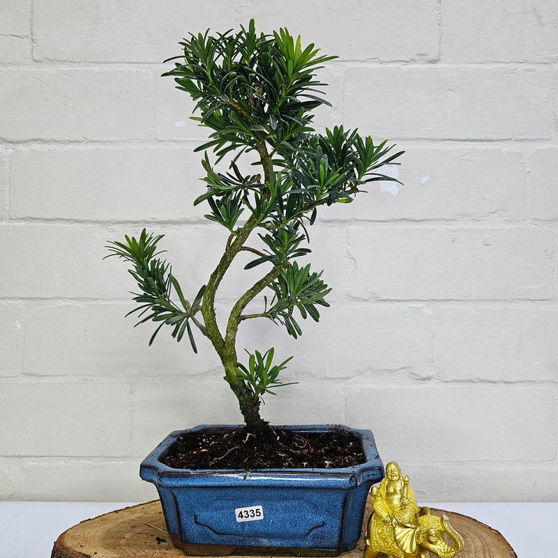 Buddhist Pine (Podocarpus Micro) Bonsai Tree | Shaped | In 20cm Pot