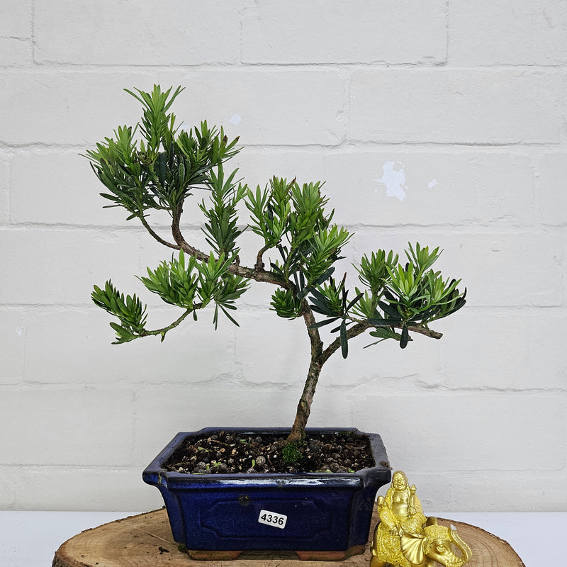 Buddhist Pine (Podocarpus Micro) Bonsai Tree | Shaped | In 20cm Pot