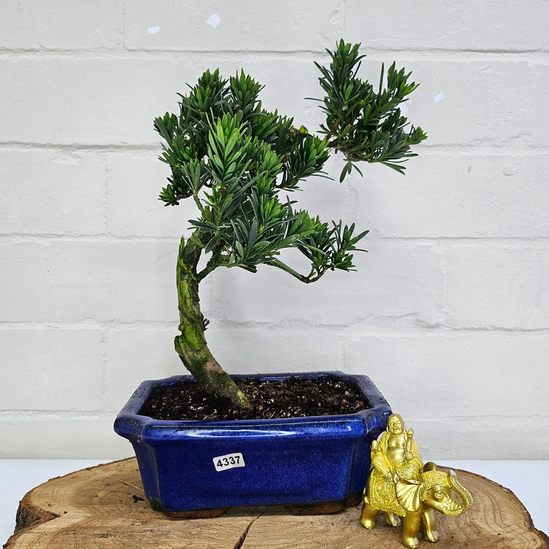 Buddhist Pine (Podocarpus Micro) Bonsai Tree | Shaped | In 20cm Pot