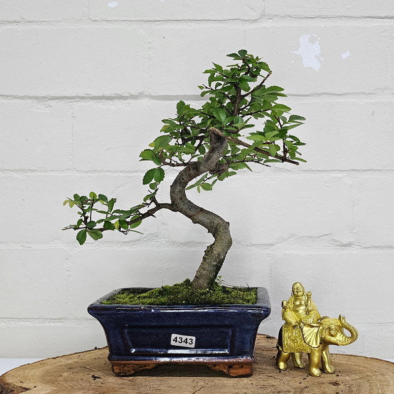 Chinese Elm (Ulmus Parvifolia) Bonsai Tree | Shaped | In 15cm Pot