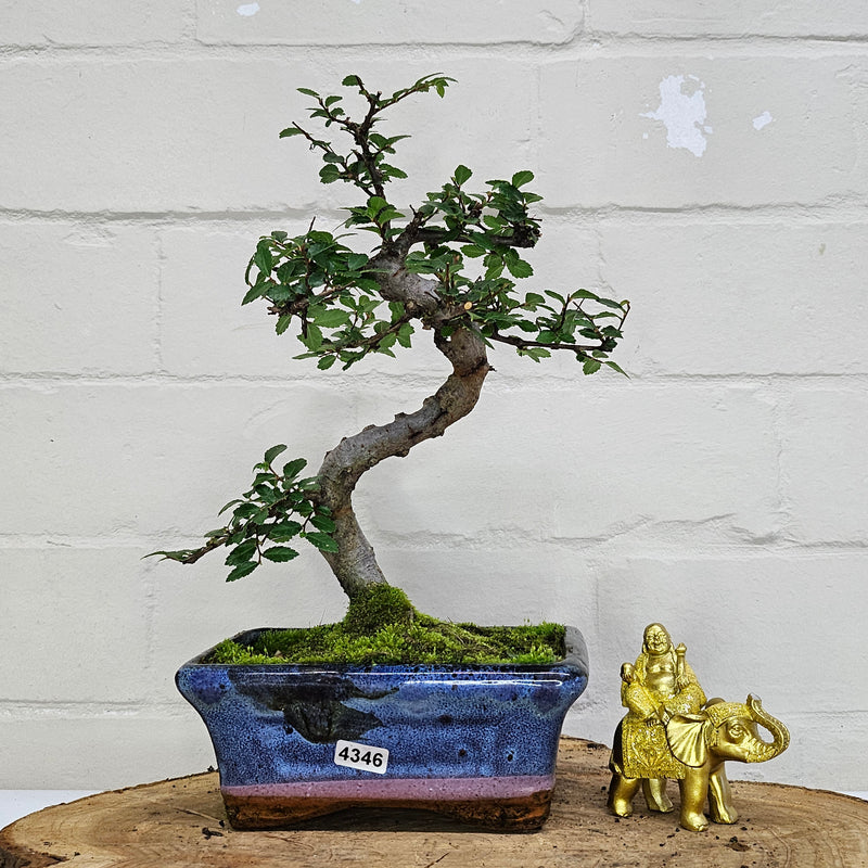 Chinese Elm (Ulmus Parvifolia) Bonsai Tree | Shaped | In 15cm Pot