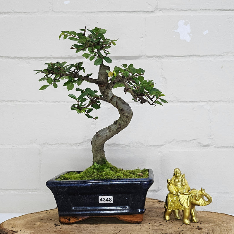 Chinese Elm (Ulmus Parvifolia) Bonsai Tree | Shaped | In 15cm Pot