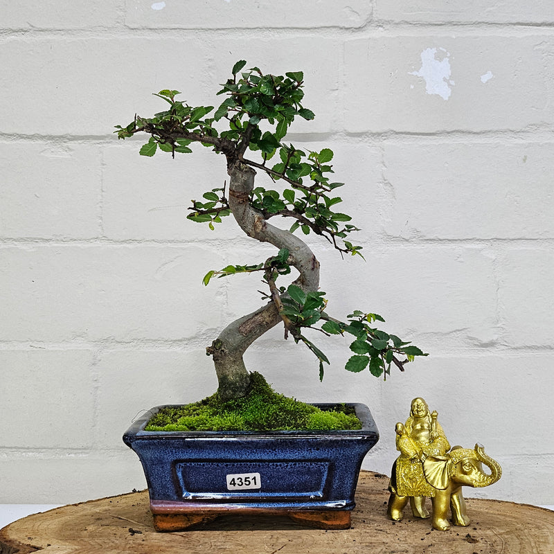 Chinese Elm (Ulmus Parvifolia) Bonsai Tree | Shaped | In 15cm Pot