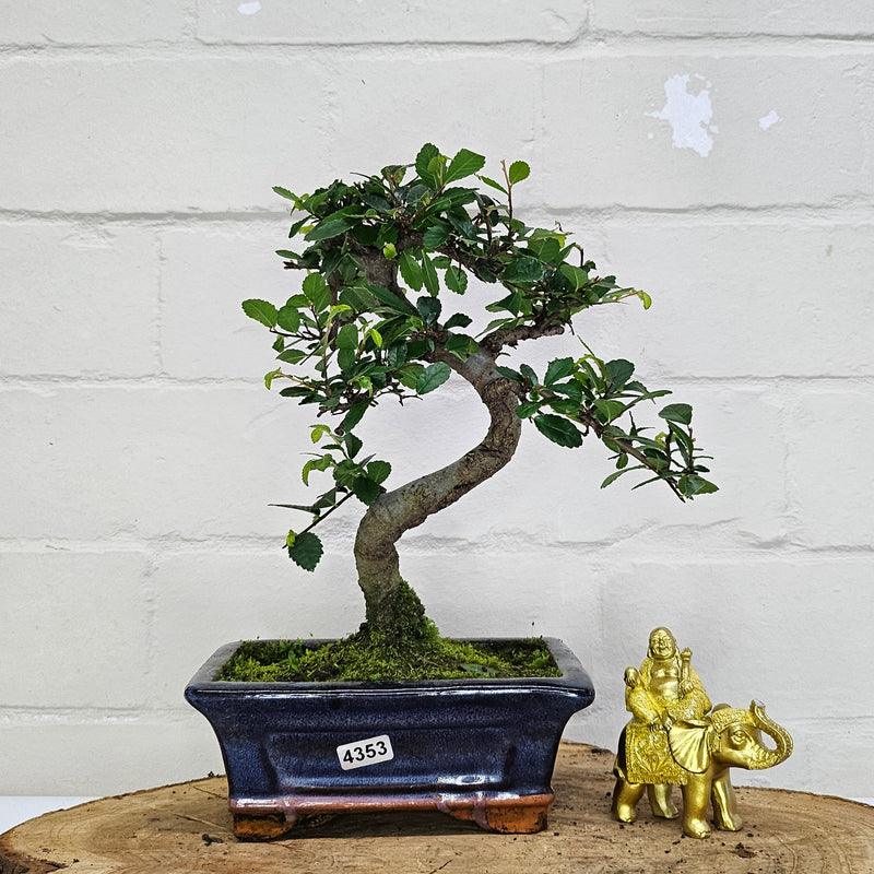 Chinese Elm (Ulmus Parvifolia) Bonsai Tree | Shaped | In 15cm Pot