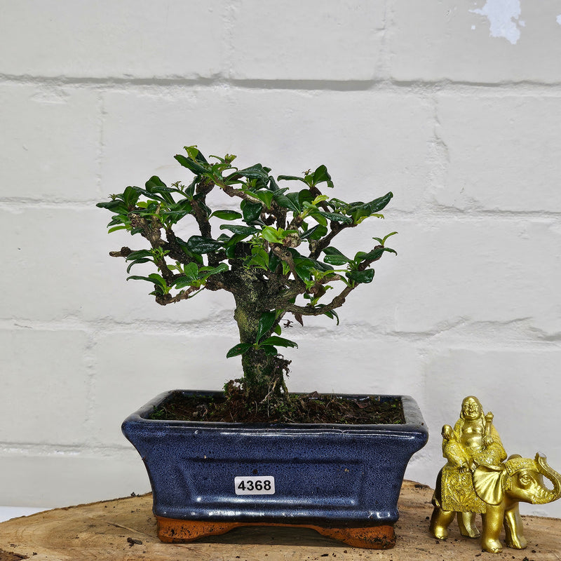 Fukien Tea Tree (Carmona Retusa) Bonsai Tree | Broom | In 15cm Pot